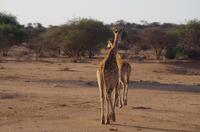 Namibia - Pirschfahrt im Reservat - noch mehr Giraffen