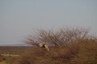 Namibia - Pirschfahrt im Reservat - fliegende Riesentrappe