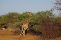 Namibia - Pirschfahrt im Reservat - flüchtende Giraffe