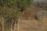 Namibia - wir werden beobachet...