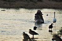 Namibia - Morgenwäsche der Hippos