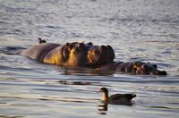 Namibia - Morgenstimmung am Mount Etjo