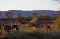 Namibia - Morgenstimmung am Mount Etjo