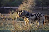 Namibia - Morgenstimmung am Mount Etjo