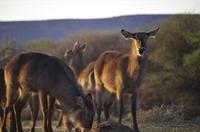 Namibia - Morgenstimmung am Mount Etjo