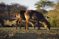Namibia - Morgenstimmung am Mount Etjo
