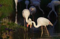 Namibia - Morgenstimmung am Mount Etjo