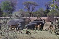 Namibia - Mount Etjo Safari Lodge