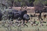 Namibia - Mount Etjo Safari Lodge