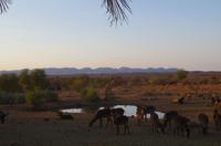 Namibia - Auas Safari Lodge