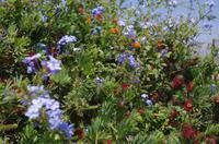 Namibia - grünes Windhoek