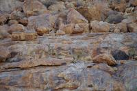 Namibia - Klippspringer