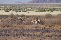 Namibia - Springböcke am Wegesrand