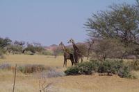 Namibia - Giraffen in der Nähe von Solitaire