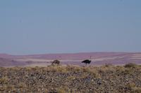 Namibia - Herr und Frau Strauß