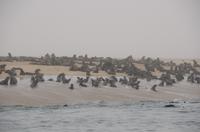 Namibia - Seehunde in Walvis Bay
