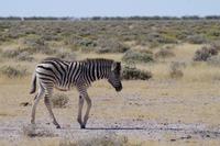 Namibia - Etosha Nationalpark (2)