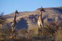 Namibia - Giraffen (2)