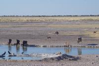 Namibia - Etosha Nationalpark (5)
