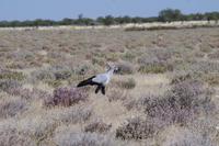 Namibia - Etosha Nationalpark (8)