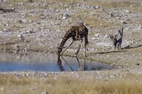 Namibia - Etosha Nationalpark (10)
