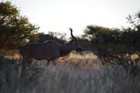 Namibia - auf Pirschfahrt am Mount Etjo (1)