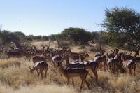 Namibia - auf Pirschfahrt am Mount Etjo (2)