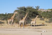 Namibia - auf Pirschfahrt am Mount Etjo (3)