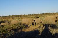 Namibia - auf Pirschfahrt am Mount Etjo (7)