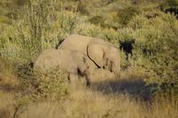 Namibia - auf Pirschfahrt am Mount Etjo (8)