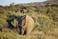Namibia - auf Pirschfahrt am Mount Etjo (9)