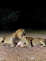 Namibia - Löwenfütterung