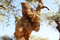 8-Webervogelsiedlung