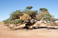 9-Webervogelsiedlung.