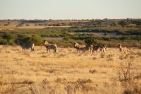 16-Zebras in der Kalahari