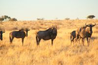 17-Gnus in der Kalahari