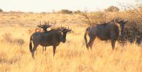 18-Gnus in der Kalahari