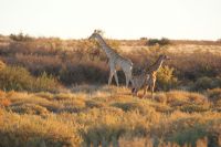 19-Giraffen in der Kalahari