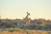 20-Giraffen in der Kalahari