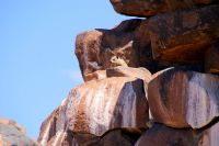 37-Klippschliefer am Giants Playground