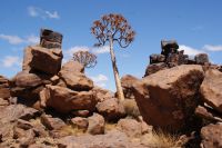 38-Giants Playground