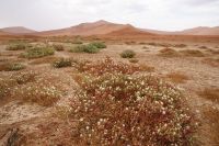 160-Namib Naukluft Park