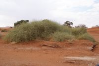 163-Narra Früchte-Namib Naukluft Park