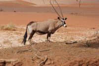 167-Oryx im Namib Naukluft Park
