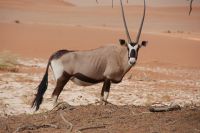 169-Oryx im Namib Naukluft Park