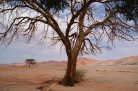 170- im Namib Naukluft Park