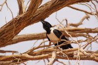 171-Krähe im Namib Naukluft Park