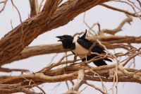 173-Krähe im Namib Naukluft Park