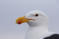 211-Bootstour Walvis Bay