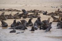 213-Seelöwenkolonie 